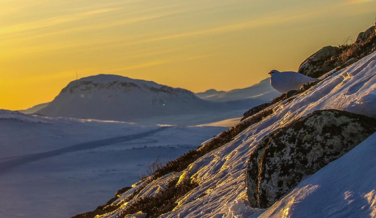 Ferienwohnung Ahma Moekki Kilpisjärvi Exterior foto